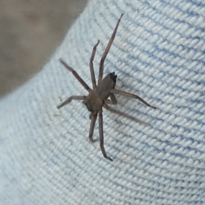 Trachycosmidae (family) (Flat spiders) at Borough, NSW - 9 Feb 2023 by Paul4K