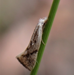 Thema (genus) at Aranda, ACT - 9 Feb 2023 03:49 PM