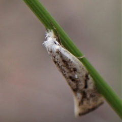 Thema (genus) at Aranda, ACT - 9 Feb 2023 03:49 PM