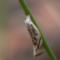 Thema (genus) at Aranda, ACT - 9 Feb 2023 03:49 PM