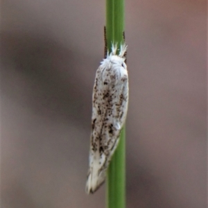 Thema (genus) at Aranda, ACT - 9 Feb 2023 03:49 PM