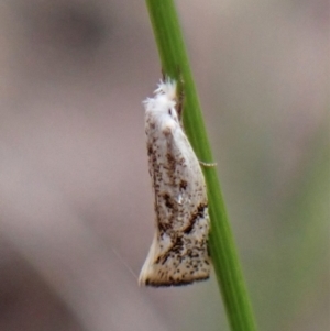 Thema (genus) at Aranda, ACT - 9 Feb 2023 03:49 PM