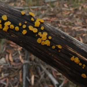 zz jelly-like puzzles at Borough, NSW - suppressed