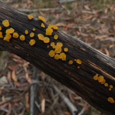 zz jelly-like puzzles at Borough, NSW - 9 Feb 2023 by Paul4K