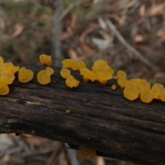 zz jelly-like puzzles at Borough, NSW - suppressed