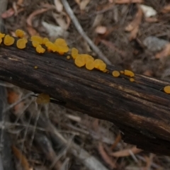 zz jelly-like puzzles at Borough, NSW - suppressed