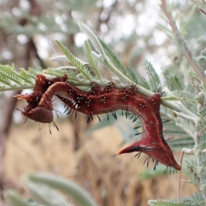 Neola semiaurata at Cook, ACT - 9 Feb 2023