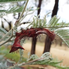 Neola semiaurata at Cook, ACT - 9 Feb 2023