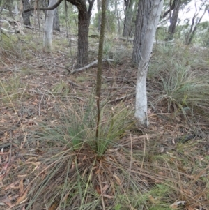 Xanthorrhoea concava at Borough, NSW - 9 Feb 2023