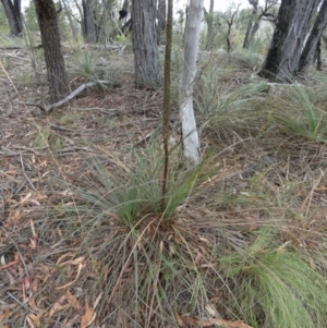 Xanthorrhoea concava at Borough, NSW - 9 Feb 2023