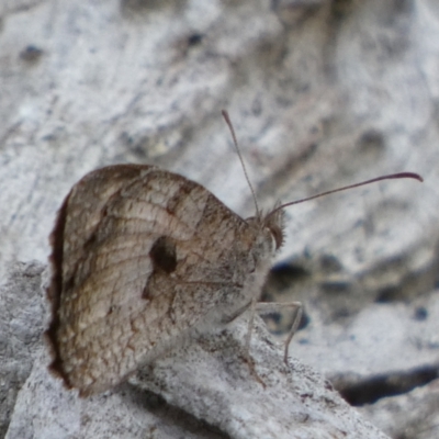 Geitoneura klugii (Marbled Xenica) at Borough, NSW - 9 Feb 2023 by Paul4K