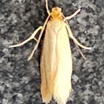 Tineola bisselliella (Webbing Clothes Moth) at Gundaroo, NSW - 11 Feb 2023 by Gunyijan