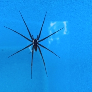 Dolomedes (genus) at Holder, ACT - 11 Feb 2023 04:14 PM
