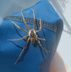 Dolomedes (genus) at Holder, ACT - 11 Feb 2023 04:14 PM