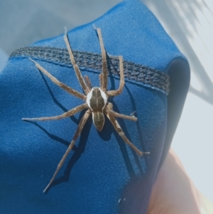 Dolomedes (genus) at Holder, ACT - 11 Feb 2023 04:14 PM