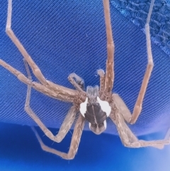 Dolomedes (genus) at Holder, ACT - 11 Feb 2023 04:14 PM