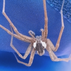 Dolomedes sp. (genus) at Holder, ACT - 11 Feb 2023