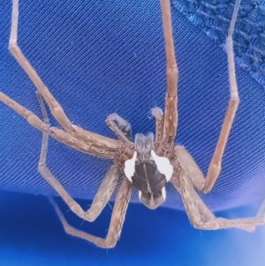 Dolomedes (genus) at Holder, ACT - 11 Feb 2023 04:14 PM