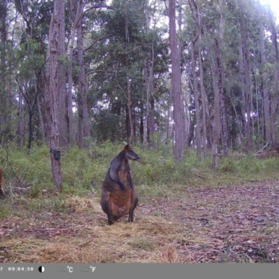 Wallabia bicolor (Swamp Wallaby) at Oakdale, NSW - 11 Feb 2023 by bufferzone