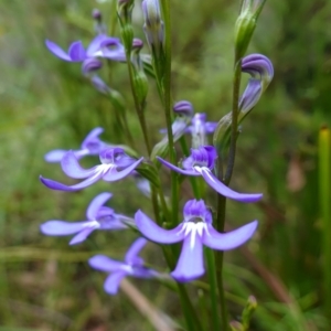 Lobelia dentata/gibbosa at suppressed - 4 Feb 2023