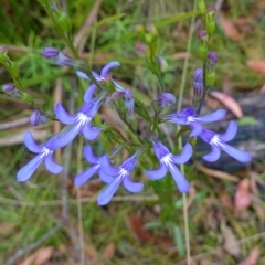 Lobelia dentata/gibbosa at suppressed - 4 Feb 2023