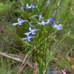 Lobelia dentata/gibbosa at suppressed - 4 Feb 2023