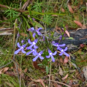 Lobelia dentata/gibbosa at suppressed - 4 Feb 2023