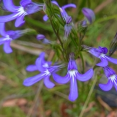 Lobelia dentata/gibbosa at suppressed - 4 Feb 2023