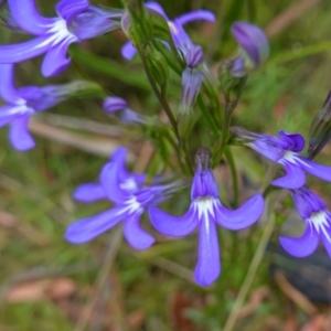 Lobelia dentata/gibbosa at suppressed - 4 Feb 2023