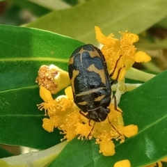 Choerocoris variegatus (Variable Jewel Bug) at Holder, ACT - 11 Feb 2023 by Miranda