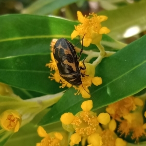 Choerocoris variegatus at Holder, ACT - 11 Feb 2023 05:59 PM