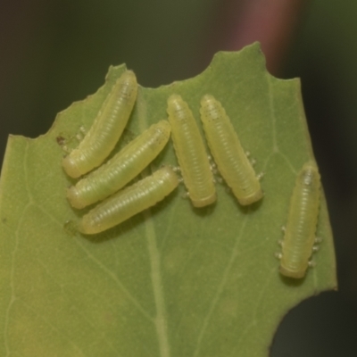 Paropsisterna sp. ("Ch11" of DeLittle 1979) (A leaf beetle) at Hawker, ACT - 26 Jan 2023 by AlisonMilton