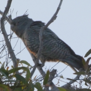 Callocephalon fimbriatum at Borough, NSW - suppressed