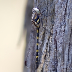 Cordulephya pygmaea (Common Shutwing) at Molonglo Gorge - 11 Feb 2023 by KorinneM