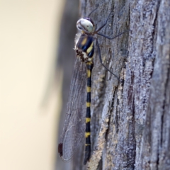 Cordulephya pygmaea (Common Shutwing) at Carwoola, NSW - 11 Feb 2023 by KorinneM