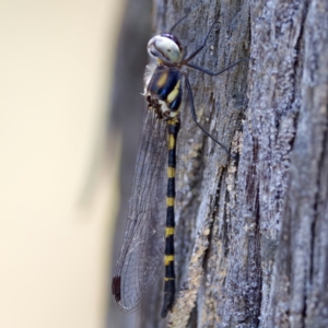 Cordulephya pygmaea at Carwoola, NSW - 11 Feb 2023