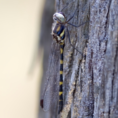 Cordulephya pygmaea (Common Shutwing) at Molonglo Gorge - 11 Feb 2023 by KorinneM