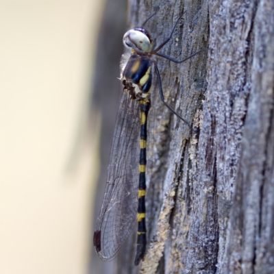 Cordulephya pygmaea (Common Shutwing) at Carwoola, NSW - 11 Feb 2023 by KorinneM