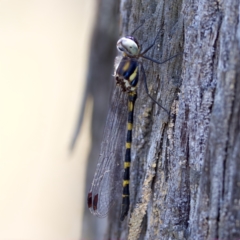 Cordulephya pygmaea at Carwoola, NSW - 11 Feb 2023