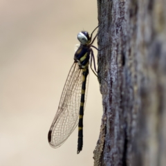 Cordulephya pygmaea at Carwoola, NSW - 11 Feb 2023