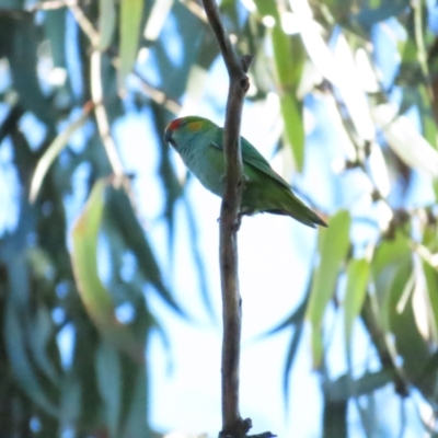 Parvipsitta porphyrocephala (Purple-crowned Lorikeet) at Lake Burley Griffin Central/East - 11 Feb 2023 by BenW