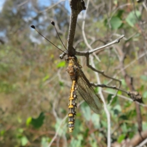 Suhpalacsa flavipes at Jerrabomberra, ACT - 11 Feb 2023