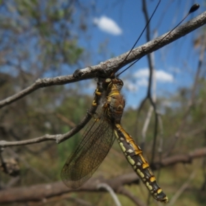 Suhpalacsa flavipes at Jerrabomberra, ACT - 11 Feb 2023