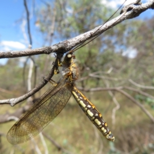 Suhpalacsa flavipes at Jerrabomberra, ACT - 11 Feb 2023