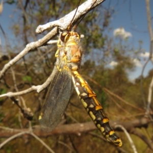 Suhpalacsa flavipes at Jerrabomberra, ACT - 11 Feb 2023