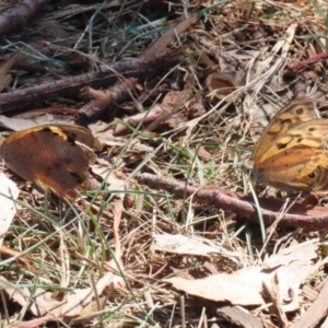 Heteronympha merope at Wollogorang, NSW - 10 Feb 2023 11:25 AM