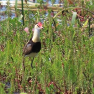 Irediparra gallinacea at Wollogorang, NSW - 10 Feb 2023