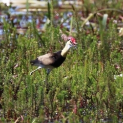 Irediparra gallinacea at Wollogorang, NSW - 10 Feb 2023