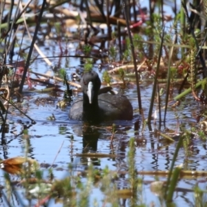 Fulica atra at Wollogorang, NSW - 10 Feb 2023