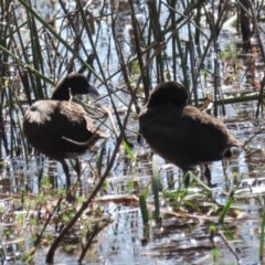 Fulica atra at Wollogorang, NSW - 10 Feb 2023 10:29 AM